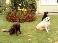 Brianna, Goldie and Carla