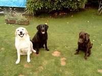 Brianna, Goldie and Carla