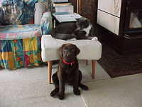 Brianna puppy and Snaggles