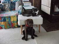 Brianna Puppy and Snaggles