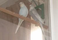 Casper meets Allie