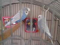 Chippie and Casper