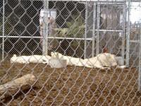 The Lion Man 1 (s)
