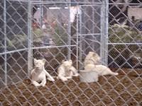 The Lion Man 13 (s)