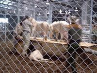 The Lion Man 26 (s)