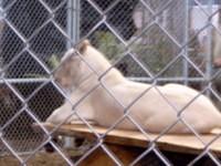 The Lion Man 28 (s)