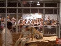 The Lion Man 37 (s)