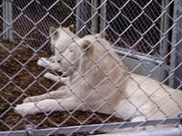 The Lion Man 40 (s)