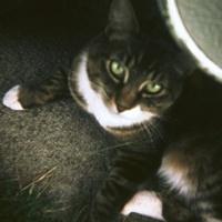 Cats of the Past