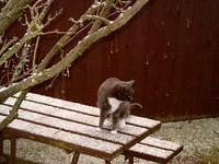 Snaggles in the snow