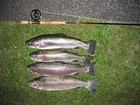 Four Rainbow Trout