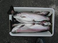 Five Rainbow Trout