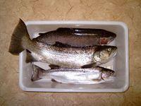 A Brown Trout and two Rainbow Trout