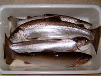 Four Rainbow Trout