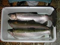 Three Rainbow Trout