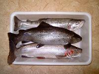 A Brown Trout and two Rainbow Trout