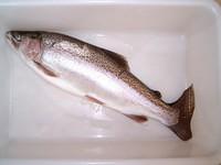 A Rainbow Trout