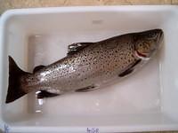 A Brown Trout