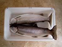 Two Rainbow Trout
