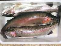 Three Rainbow Trout