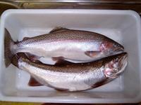 Two Rainbow Trout