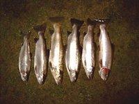 Six Rainbow Trout