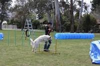 Fun Agility