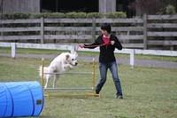 Fun Agility