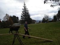 Fun Agility. Stephen and Brianna