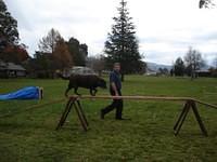 Fun Agility. Stephen and Brianna
