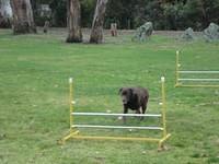 Fun Agility. Brianna