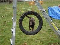 Fun Agility. Brianna